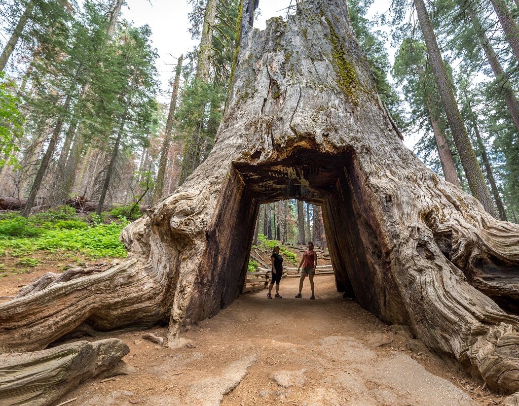 Giant Sequoia Tunnel - Kim Carroll Photography