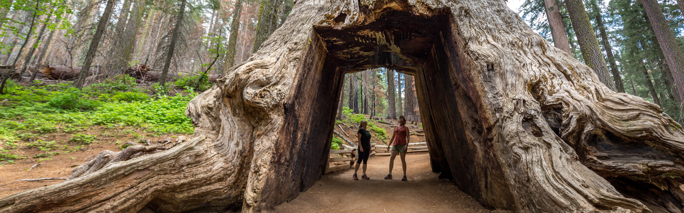 Wonders of Yosemite Hike & Tour