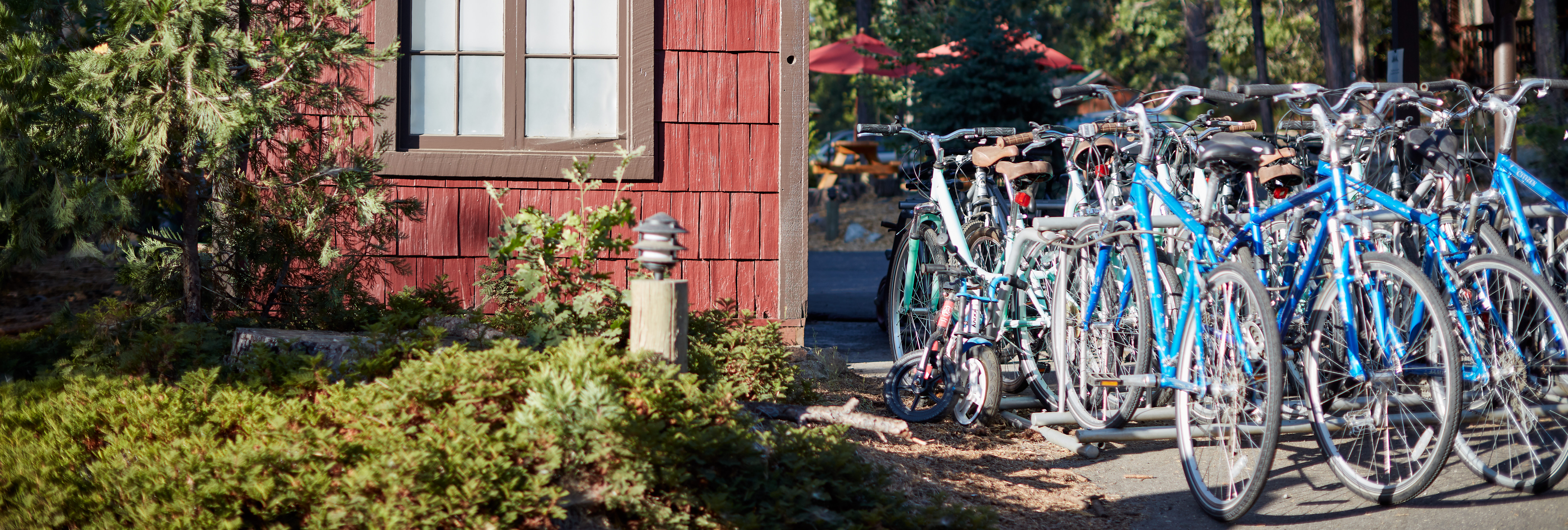 Bike Rentals